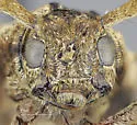 Trichocanonura linearis - photo 4