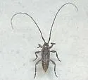 Trichocanonura linearis - photo 5