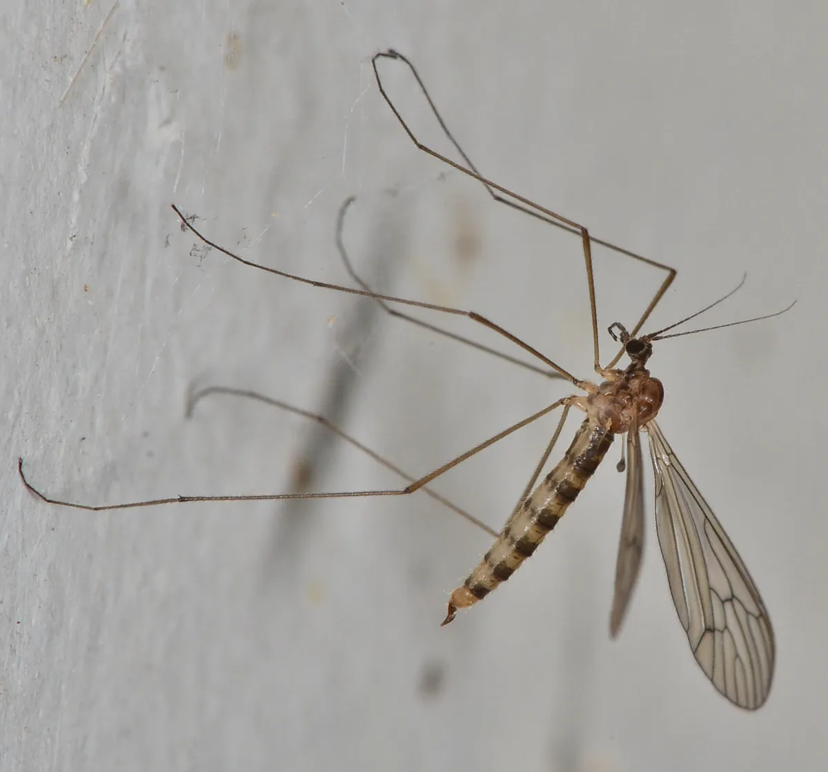 Trichocera annulata - photo 2