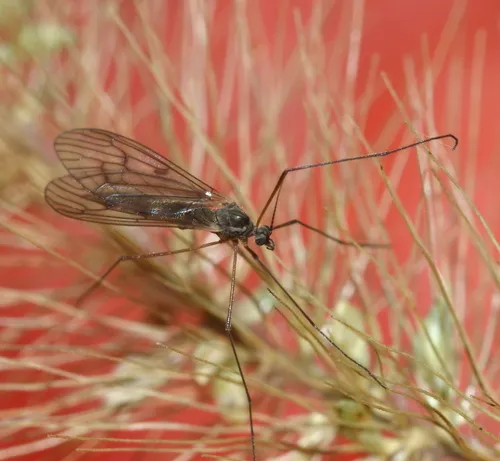 Trichocera bimacula