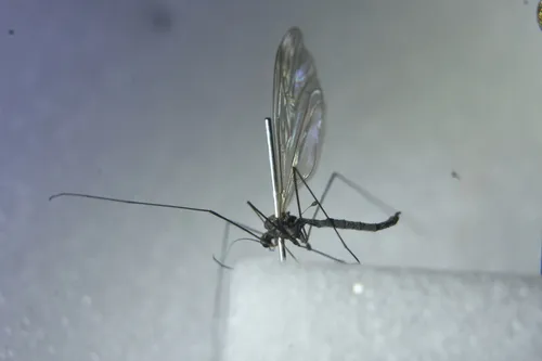 Trichocera brevicornis