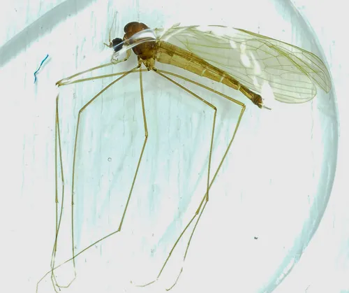 Trichocera dahlae
