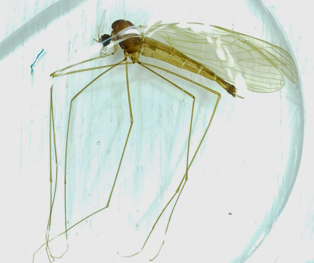 Trichocera dahlae - photo 2