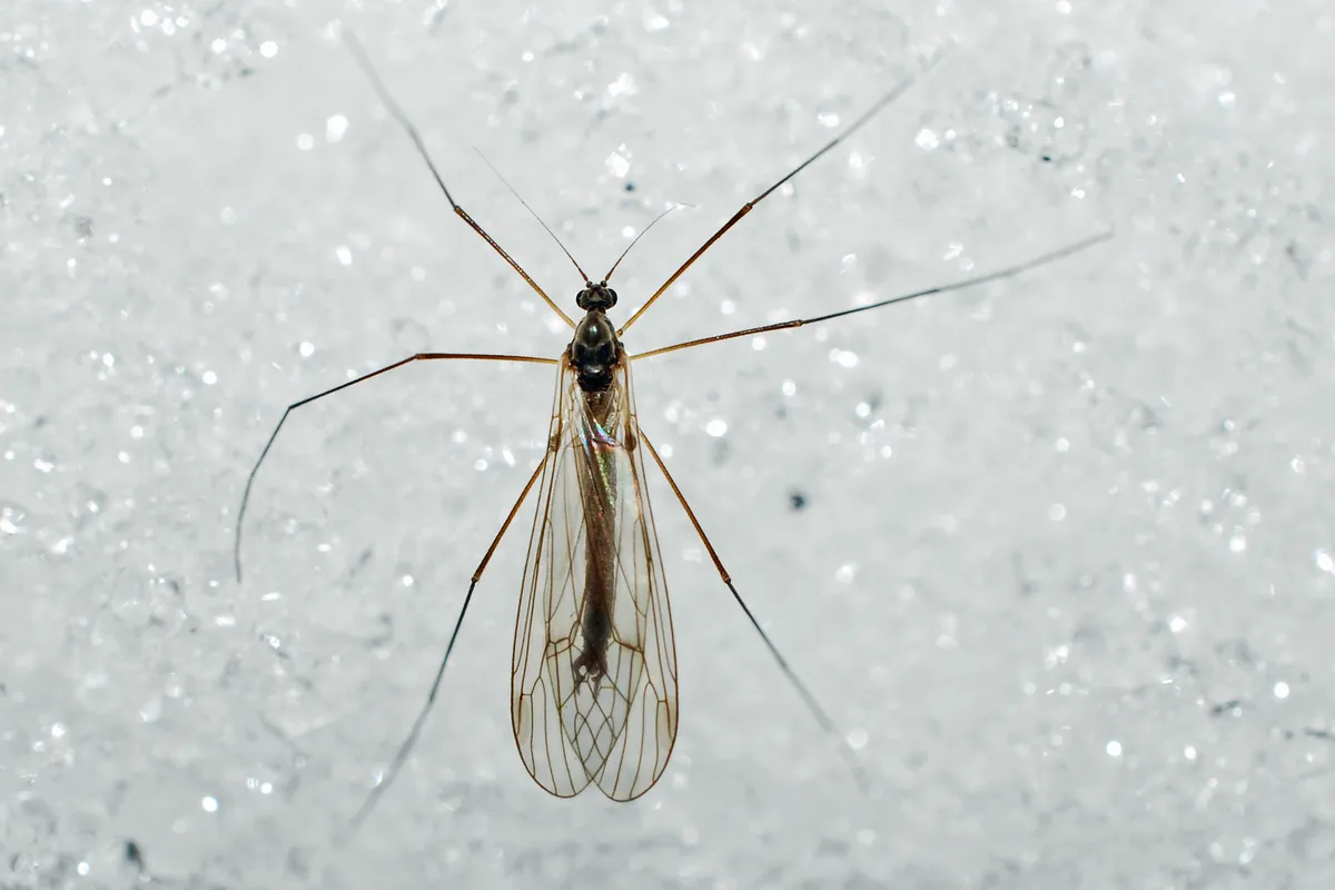 Trichocera garretti