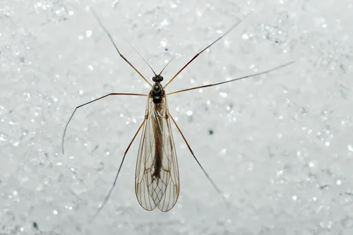 Trichocera garretti - photo 3