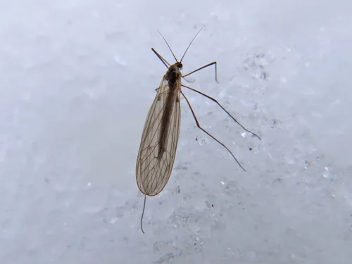 Trichocera hiemalis