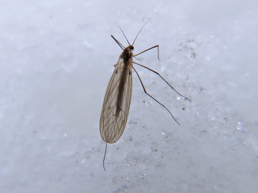 Trichocera hiemalis - photo 2