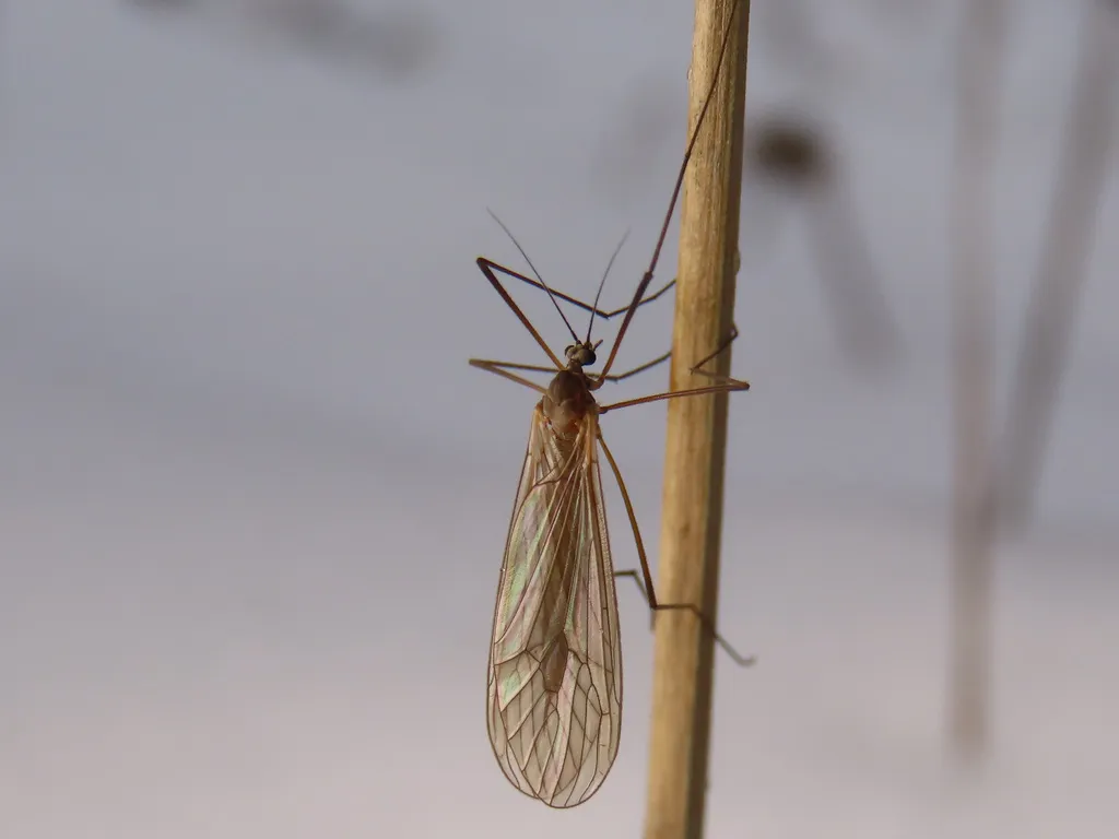 Trichocera major - photo 2