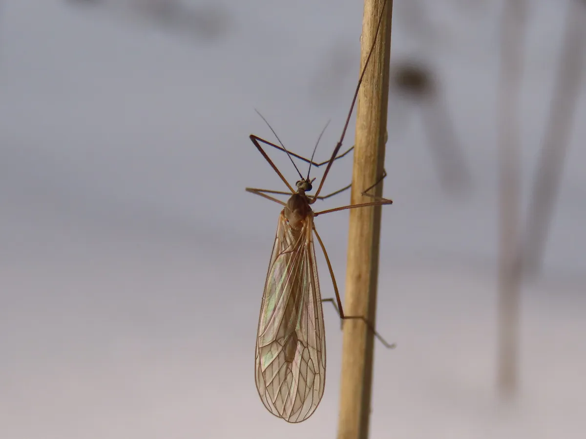 Trichocera major - photo 3