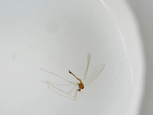 Trichocera parva