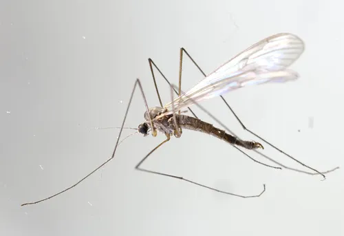 Trichocera recondita