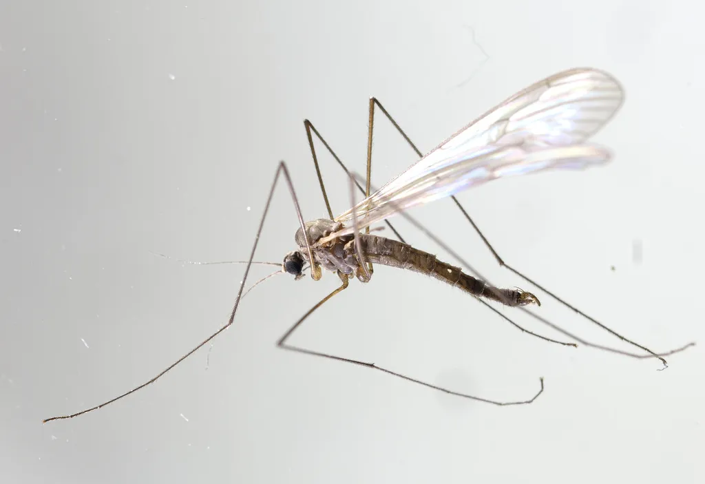 Trichocera recondita - photo 2