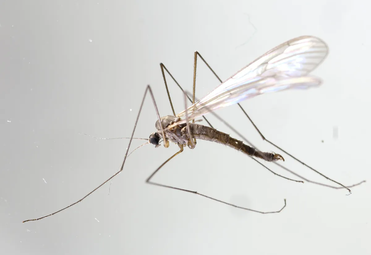 Trichocera recondita - photo 3