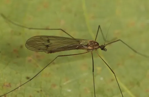 Trichocera regelationis - photo 2