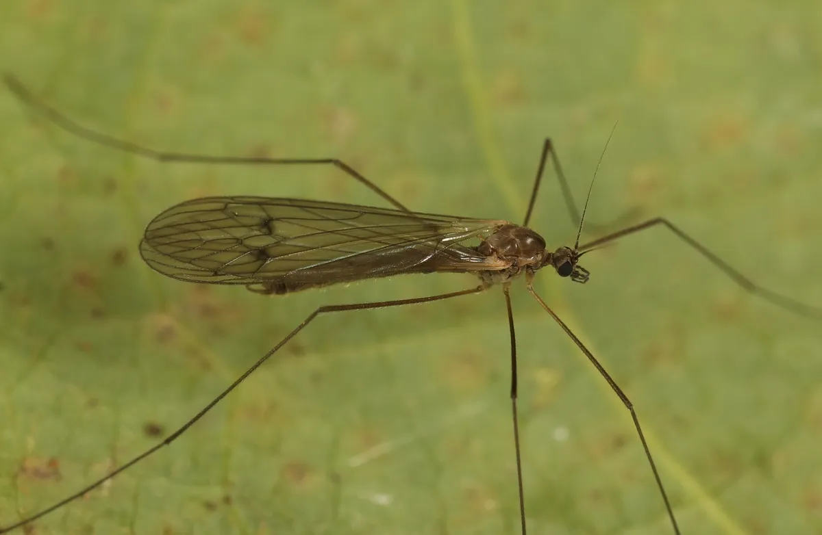Trichocera regelationis - photo 3
