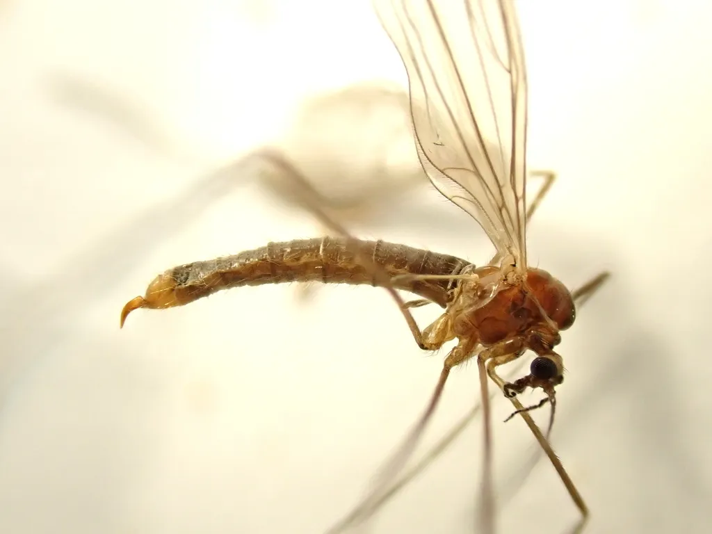 Trichocera rufescens - photo 2