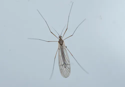 Trichocera sakaguchii