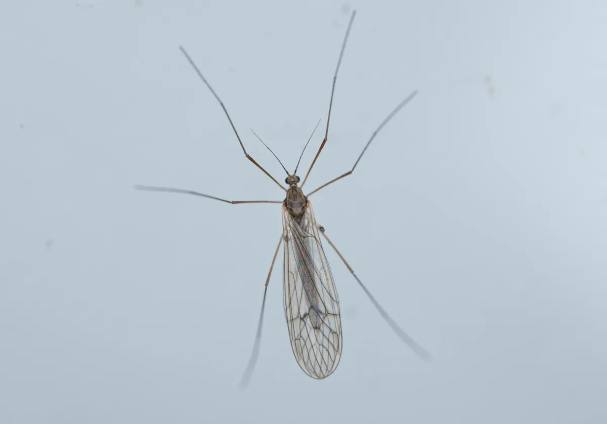 Trichocera sakaguchii - photo 3