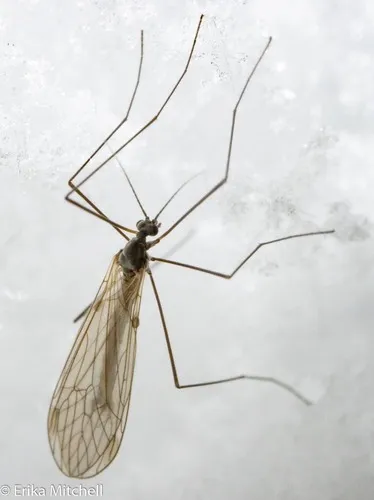 Trichocera salmani - photo 2