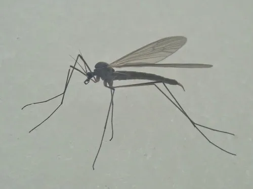 Trichocera saltator