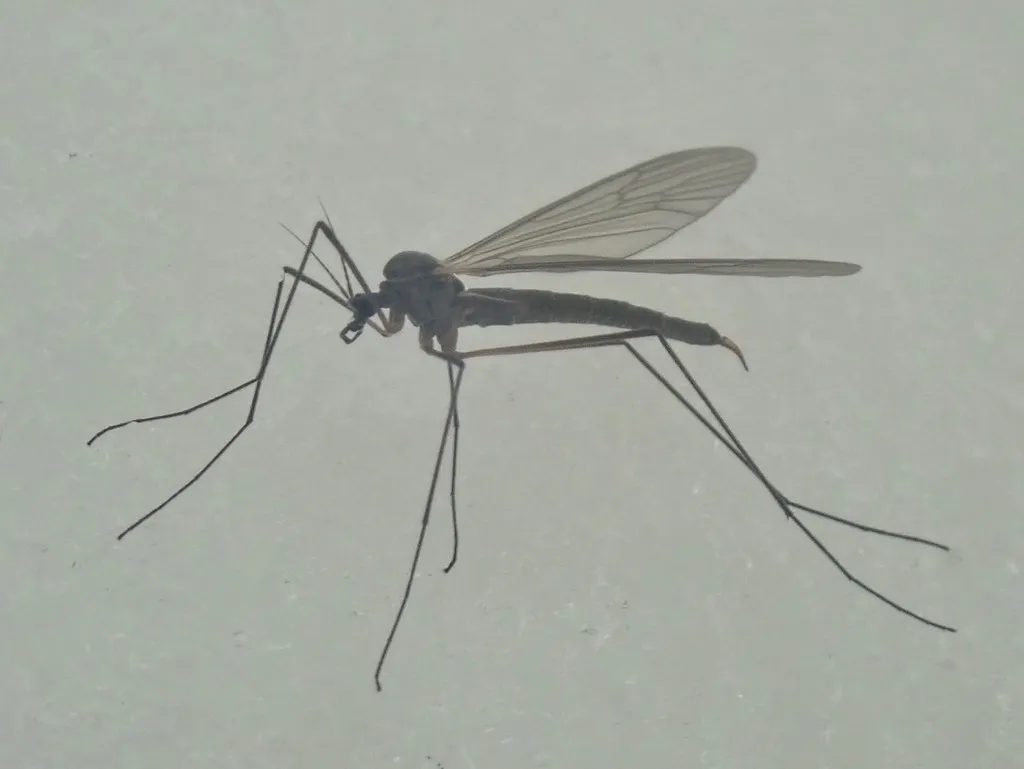 Trichocera saltator - photo 2