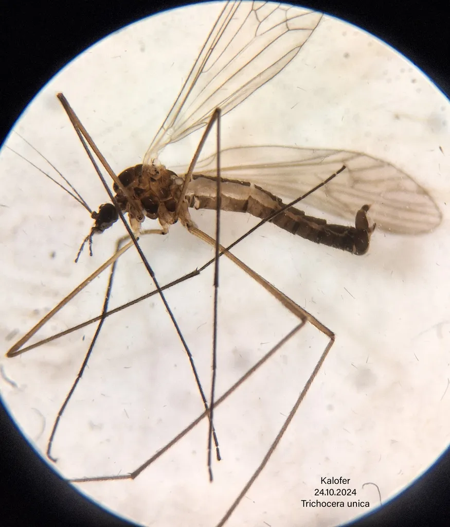 Trichocera unica - photo 2