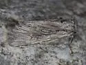 Trichocerapoda comstocki - Hodges#10425