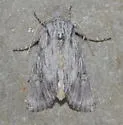 Trichocerapoda comstocki - Hodges#10425 - photo 4