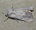 Trichocerapoda comstocki - Hodges#10425 - photo 5