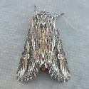 Trichocerapoda oblita - Hodges#10427