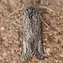 Trichocerapoda oblita - Hodges#10427 - photo 2