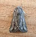 Trichocerapoda oblita - Hodges#10427 - photo 4