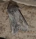 Trichocerapoda strigata - Hodges#10426 - Trichocerapoda strigata