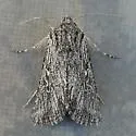 Trichocerapoda strigata - Hodges#10426 - photo 2