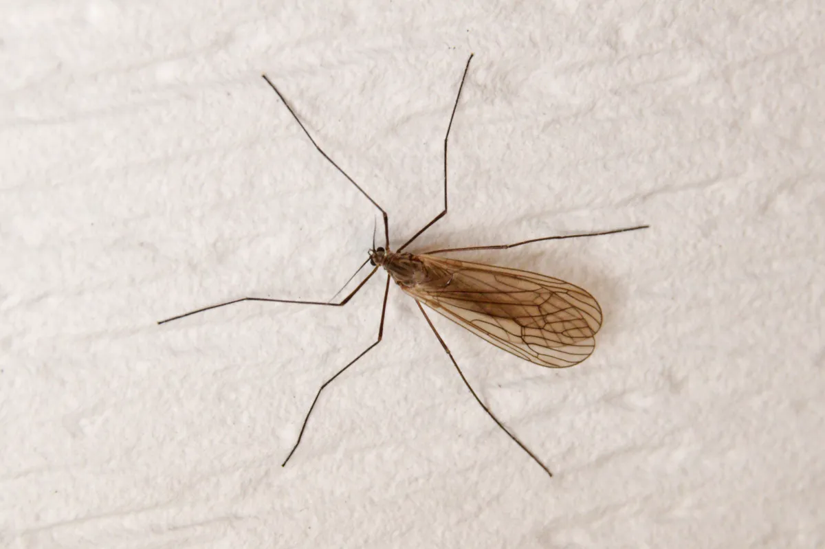 Winter Crane Flies - photo 2
