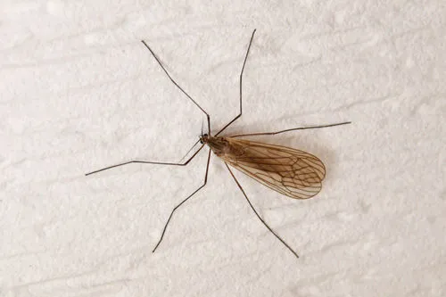 Winter Crane Flies - photo 3