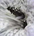 Trichochrous aenescens