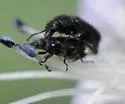 Trichochrous aenescens - photo 3