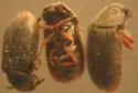 Trichochrous apicalis