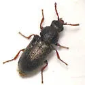 Trichochrous brevicornis