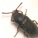 Trichochrous brevicornis - photo 2