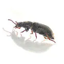 Trichochrous brevicornis - photo 3