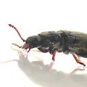 Trichochrous brevicornis - photo 4