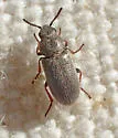 Trichochrous brevicornis - photo 5