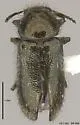 Trichochrous calcaratus