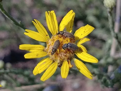 Trichochrous convergens