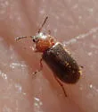 Trichochrous egenus