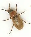 Trichochrous ferrugineus