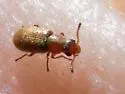 Trichochrous ferrugineus - photo 2