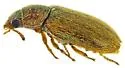Trichochrous ferrugineus - photo 4